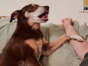 Cacau, meu anjo de patas!