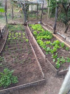 Projeto horta orgânica para renda familiar 