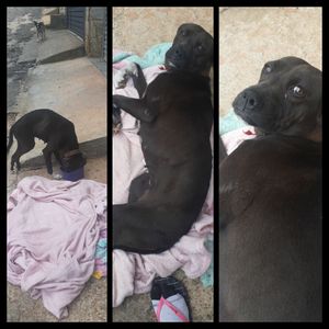 Ajudar a Princesinha 