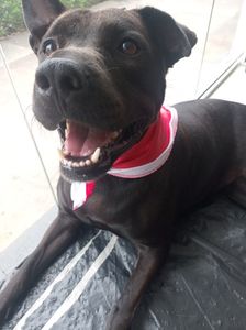 TOMOGRAFIA DO FEIJÃO