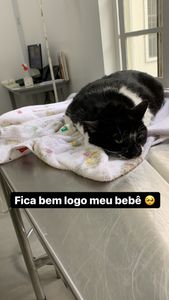 Me ajude no tratamento de meu gato