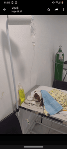 Ajude salvar a vida do meu pet