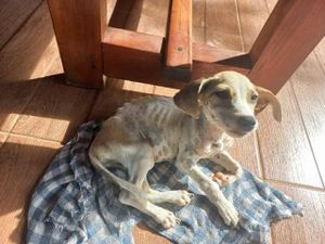 Ajude-me  no tratamento veterinário do Bob 