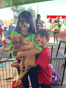 Doe para a APAC e ajude os animais!