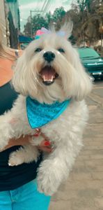 Crystal precisa retirar um tumor! Ajudem 🙏🏻✨🤍