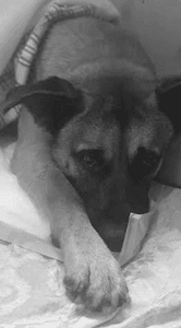 Ajude LESE a fazer a cirurgia, encontrei na rua muito debilitada, n tenho condições de pagar cirurgia e enternacao.