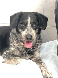 Nos ajude a ajudar a Elis