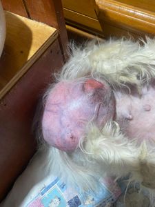 Cirurgia do Tumor da Linda