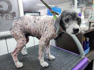 Ajude no tratamento da Leidi