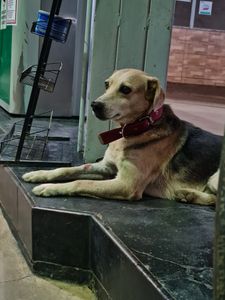 Cirurgia do perninha