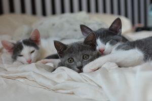 Ajudar gatinhos resgatados