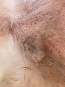 AJUDE A JUJUBA REALIZAR  A CIRURGIA EM UMA DAS SUAS MAMAS PARA RETIRADA DE UM CÂNCER