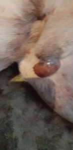 Ajudem a salvar a vida do meu covu por favor meus nobres