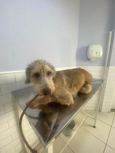 🐾 AJUDE O BARTHO A CONTINUAR LUTANDO