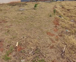 Monta o canil para salvar os cachorros da rua 