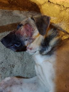 Ajude o Zé (Grandão)