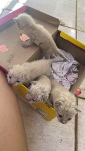 Lar para os gatinhos ❤️