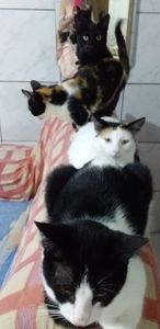 Comida para nossos pets