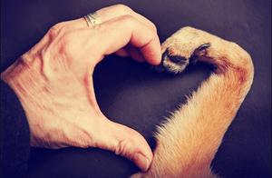 ajude um amiguinho de 4 patas