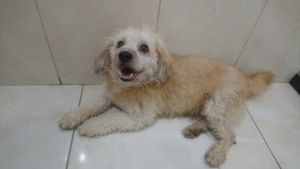 Castração de pekeno 