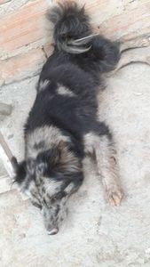 Me ajude chama no zap 1197021-2603 assim consigo expor melhor oq ouve e mandar fotos vídeos ligações oque for so quero salvar minha veinh