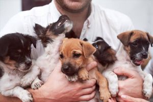 Casamento e doação ao orfanato . 