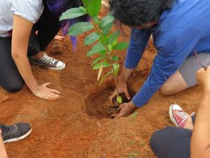Um Pomar Urbano para o Assentamento Aliança em Bauru