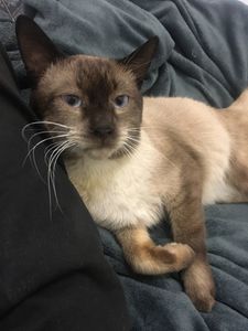 Ajude gato com Ureia