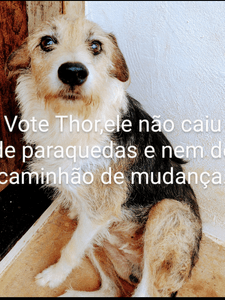 Construção de abrigo 