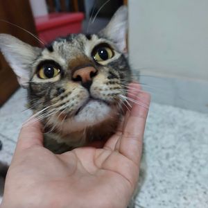 ME AJUDE A SALVAR O ARTESÃO!