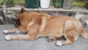 (Shakira) preciso de cirurgia me ajudem.