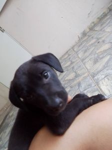 Ajude comprar as vacinas da Pandora 