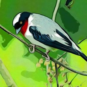 Ajude a Lançar o Livro: O Retorno da Saíra-apunhalada