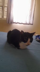 AJUDA PARA MEDICAÇÃO E INTERNAÇÃO DA GATINHA LINDA