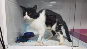 Por favor, me ajude a pagar a cirurgia do meu gato