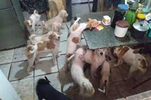 Donation Request for Rescue and Care of Stray Animals, Pedido de Doação para Resgate e Cuidado de Animais de Rua