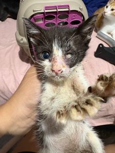 Ajude a tornar possível o resgate de 6 gatinhos doentes