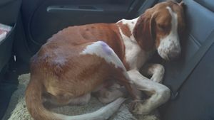 Ajude o cãozinho Arthur!