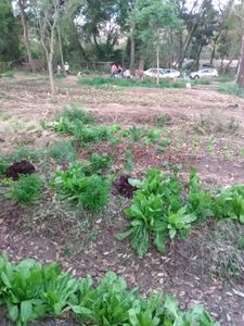 HORTA SEMI-COMUNITÁRIA 