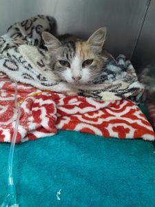 Vamos Salvar uma vida!