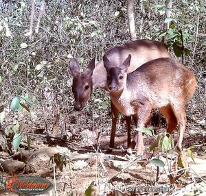 Financiamento Sistema Prevenção Caça em Nossa Reserva