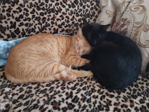 Ajude a pagar o tratamento da PIF de 6 gatos