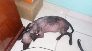 Problema de pele desconhecido - Aurora