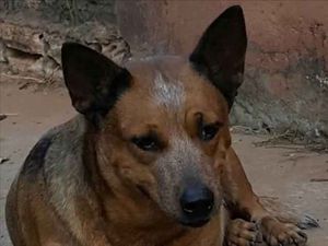 Boa ação para os doguinhos de rua..