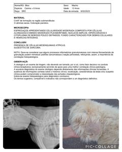 Ajudem a salvar meu filho de 4 patas.