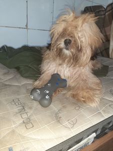 Cirurgia do cãozinho paçoca