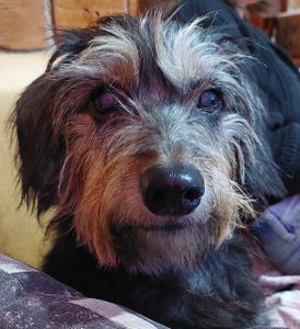 Cirurgia de catarata da Ayla 