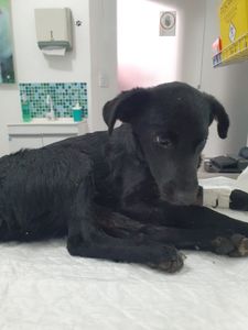 Vakinha para cirurgia do Mogli 