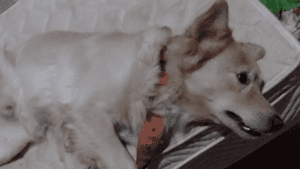 Ajuda pra pagar os exames e a internação do Lucky