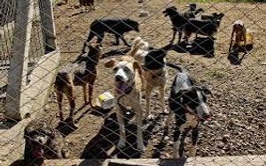 salve os animais da enchente 